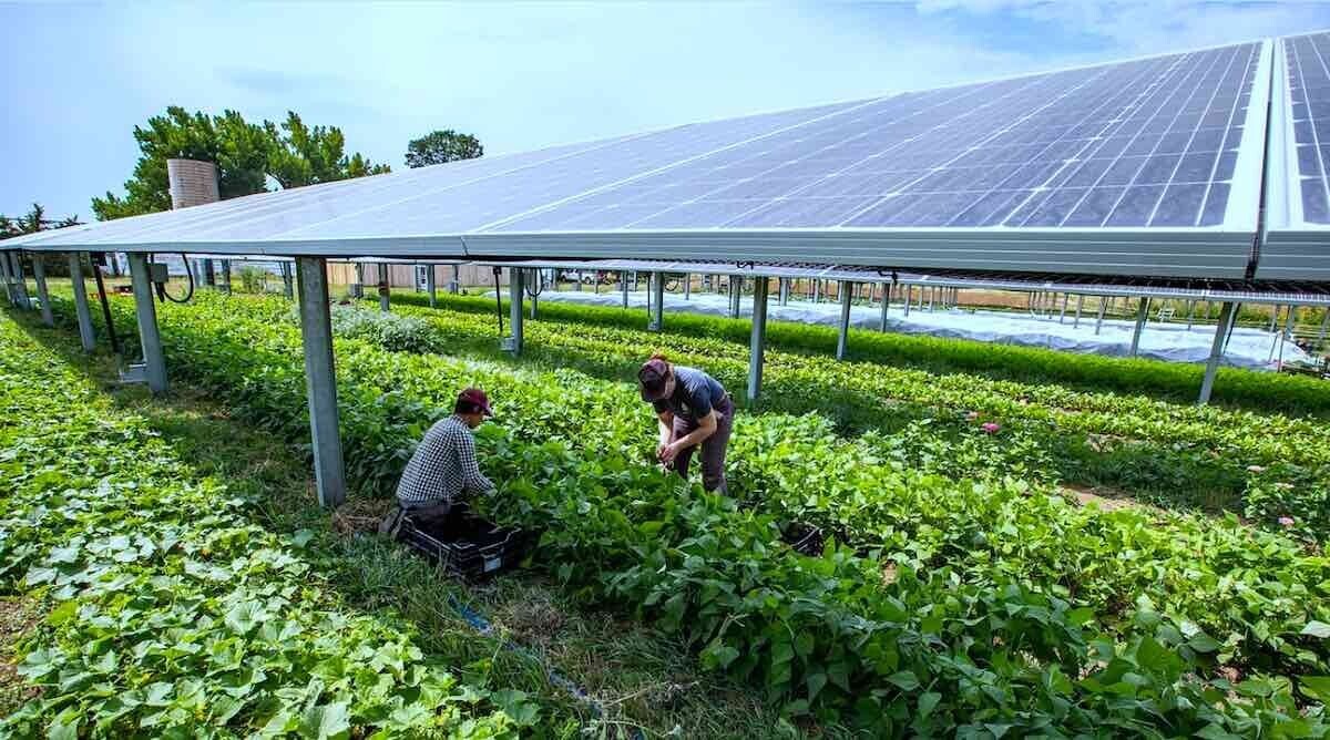 The Future of Agrivoltaic Renewable Energy